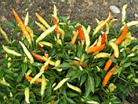 Piment - Capsicum frutescens L. - variete Explosive ignite (tres fort) (2) (Photo F. Mrugala)